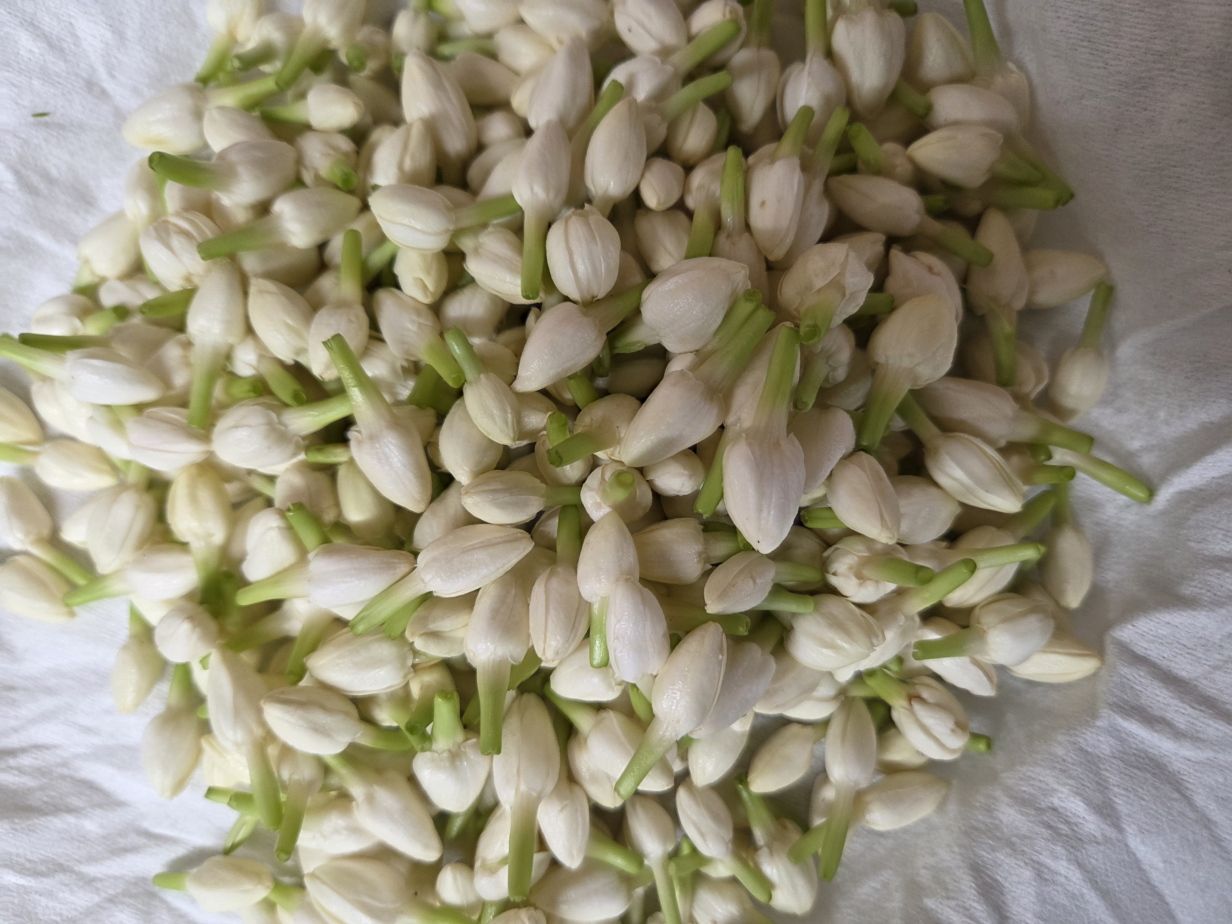Jasmine Loose