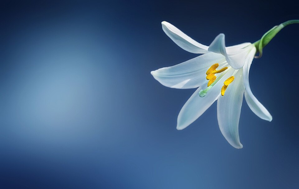 Lilly
