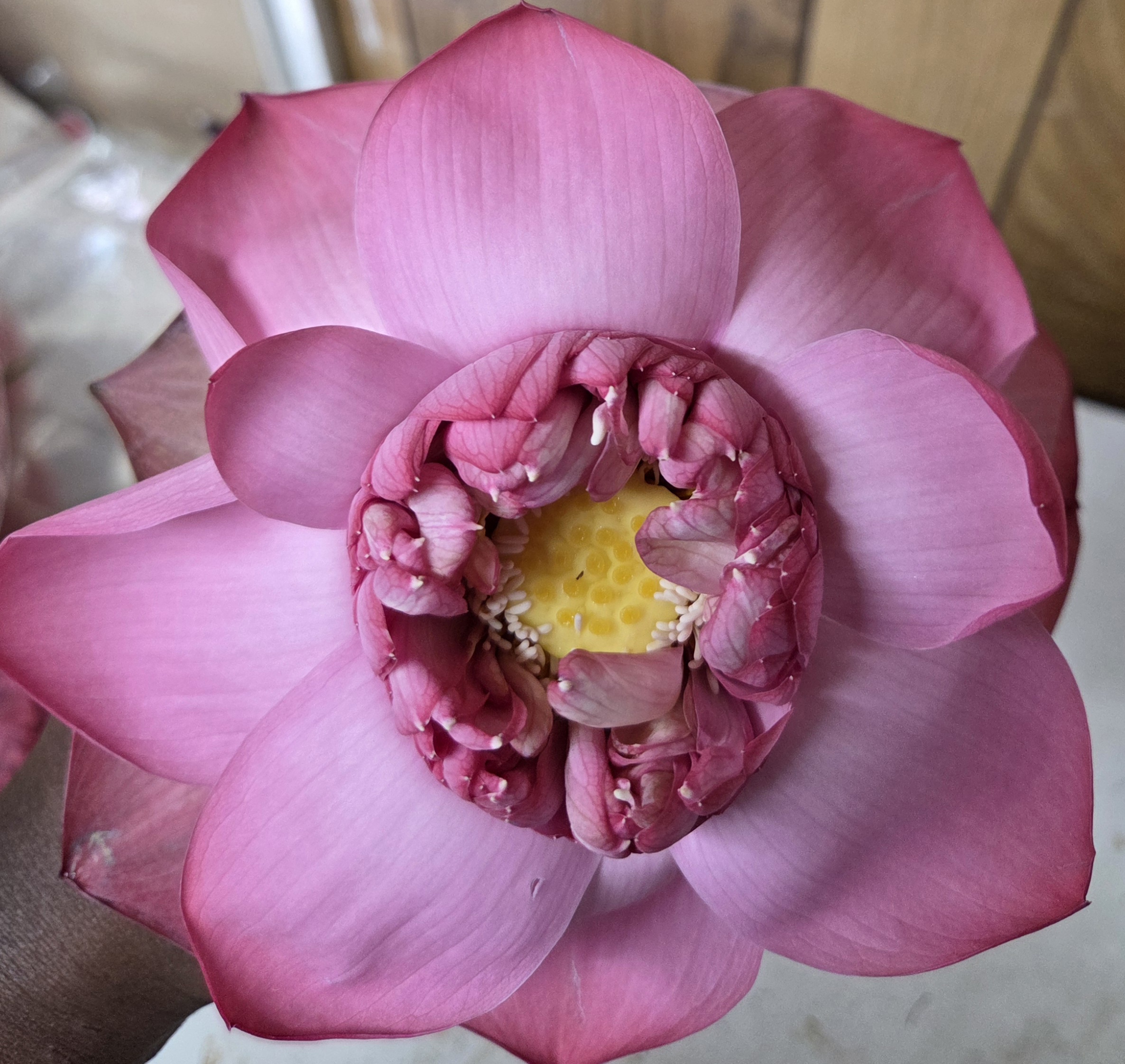 Lotus