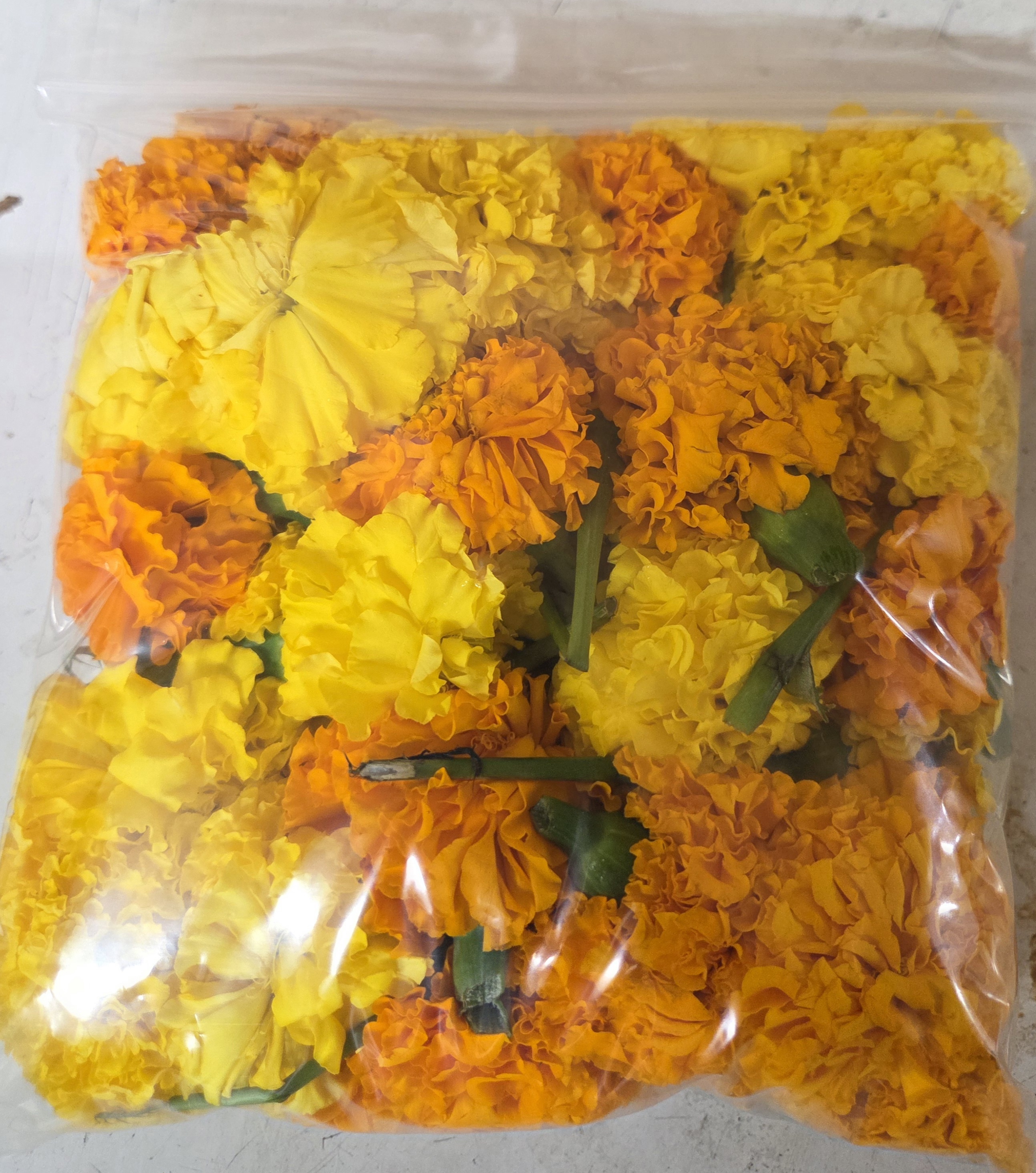 Marigold