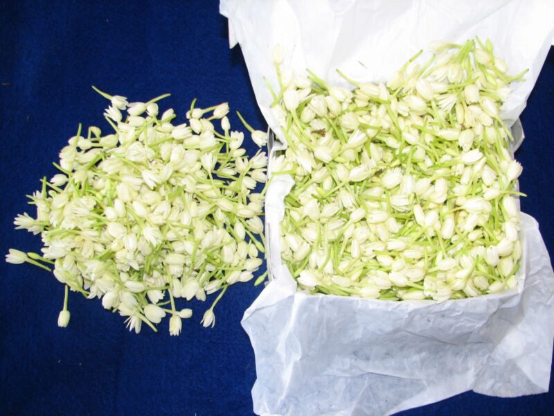 Bulk Loose Mullai Flower