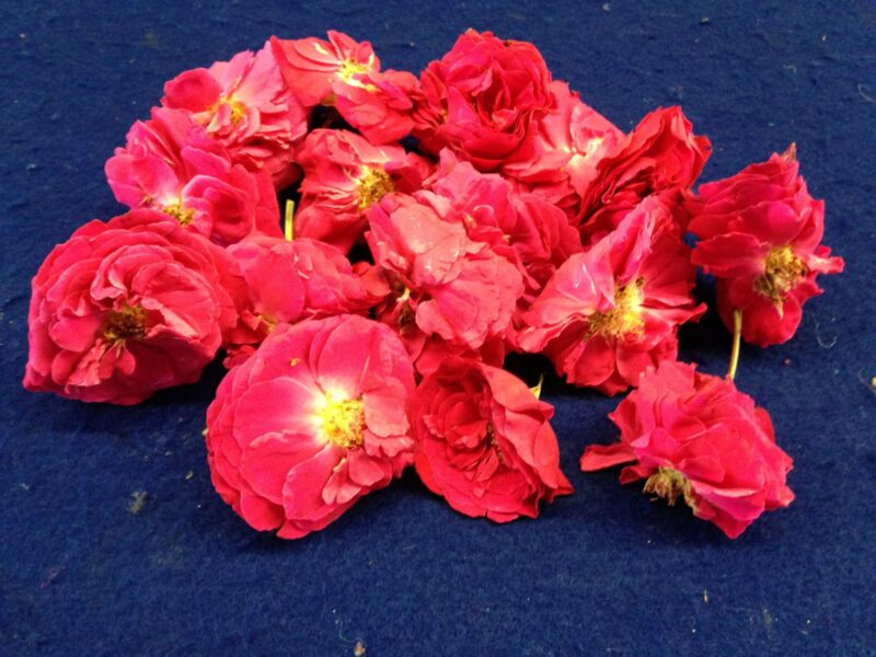 Bulk Loose Panner Rose Balaji Flowers