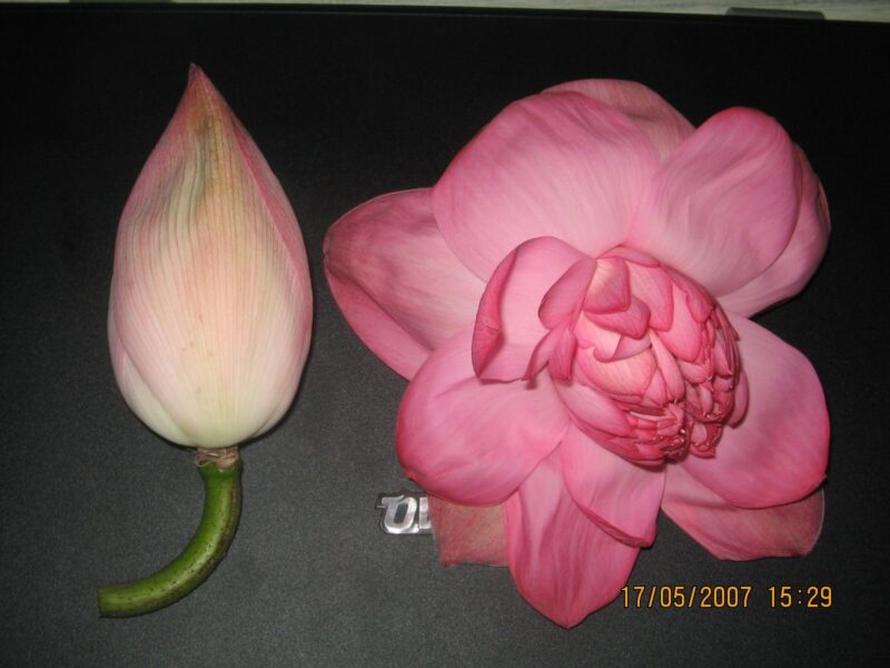 Lotus Flower Balaji Flowers