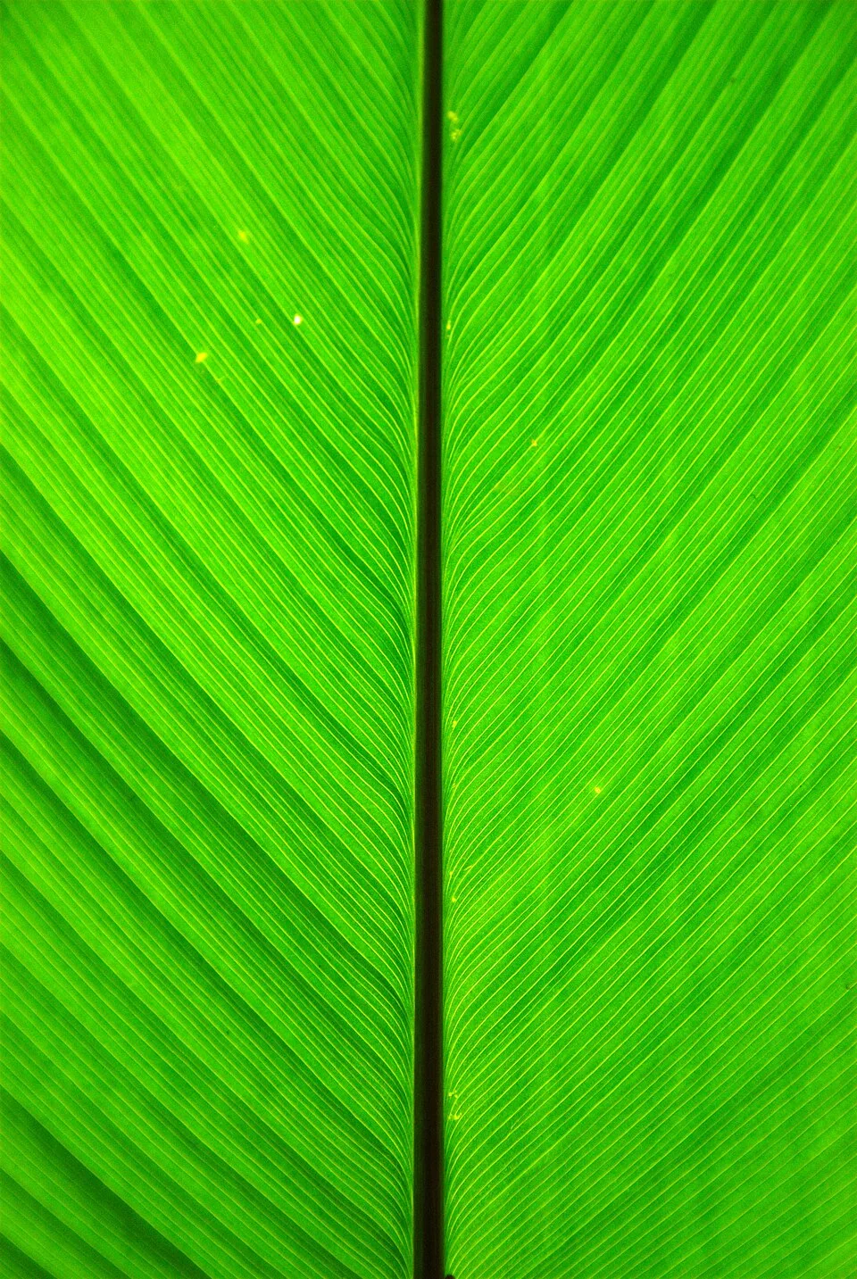 Banana Leaf Stems