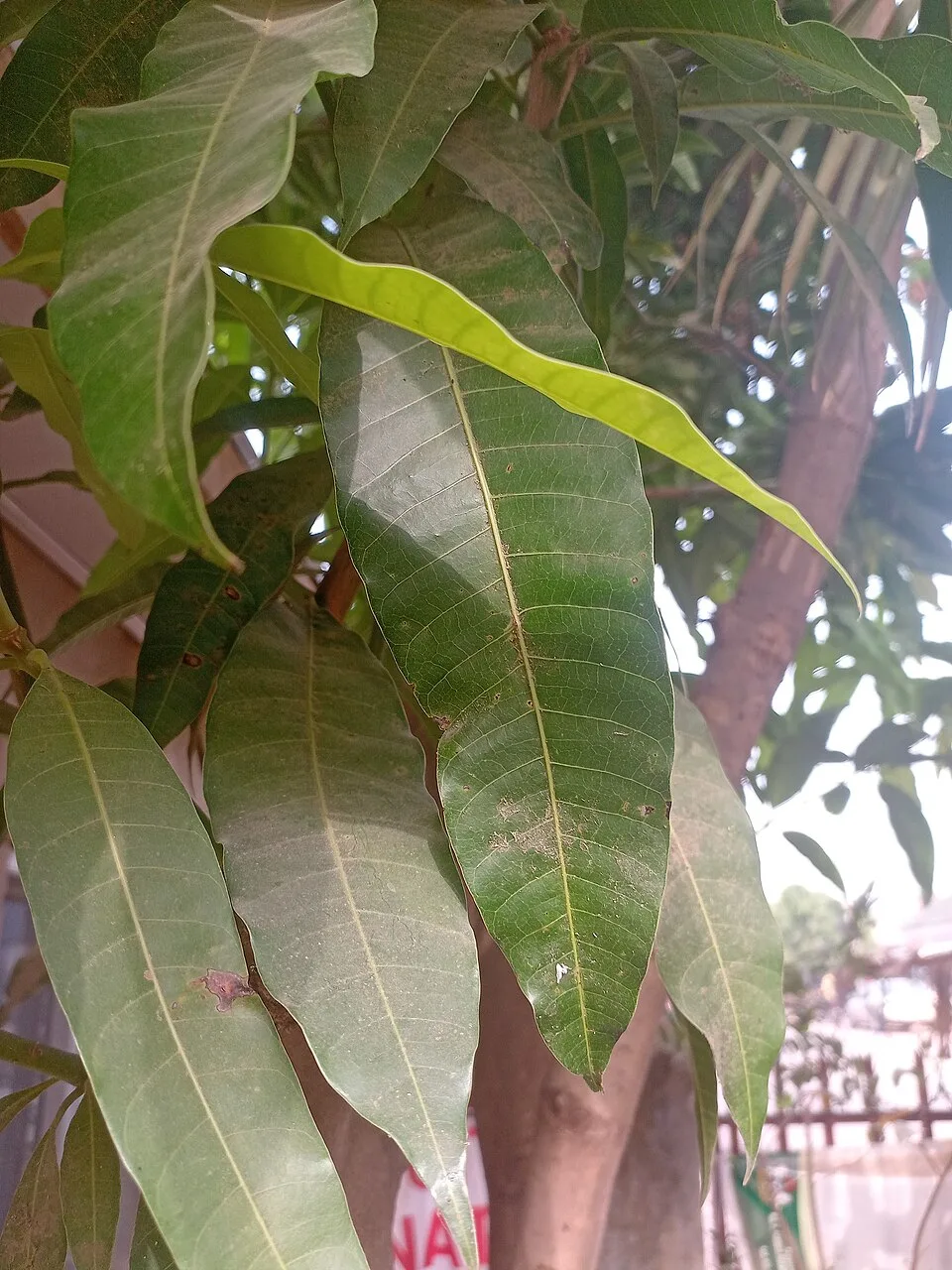 Mango leaves Strings