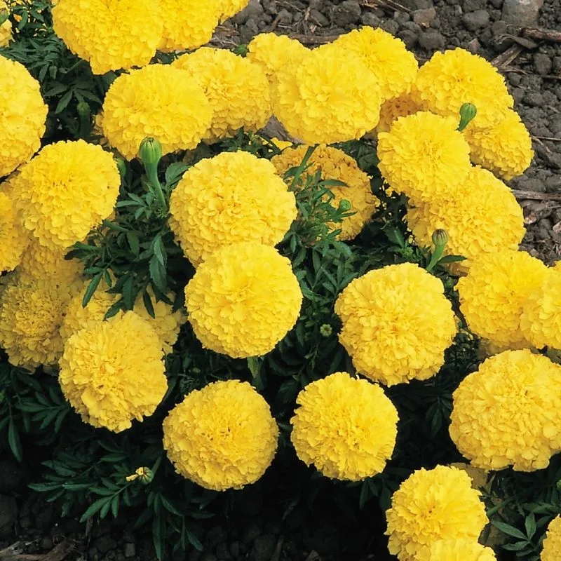 Marigold