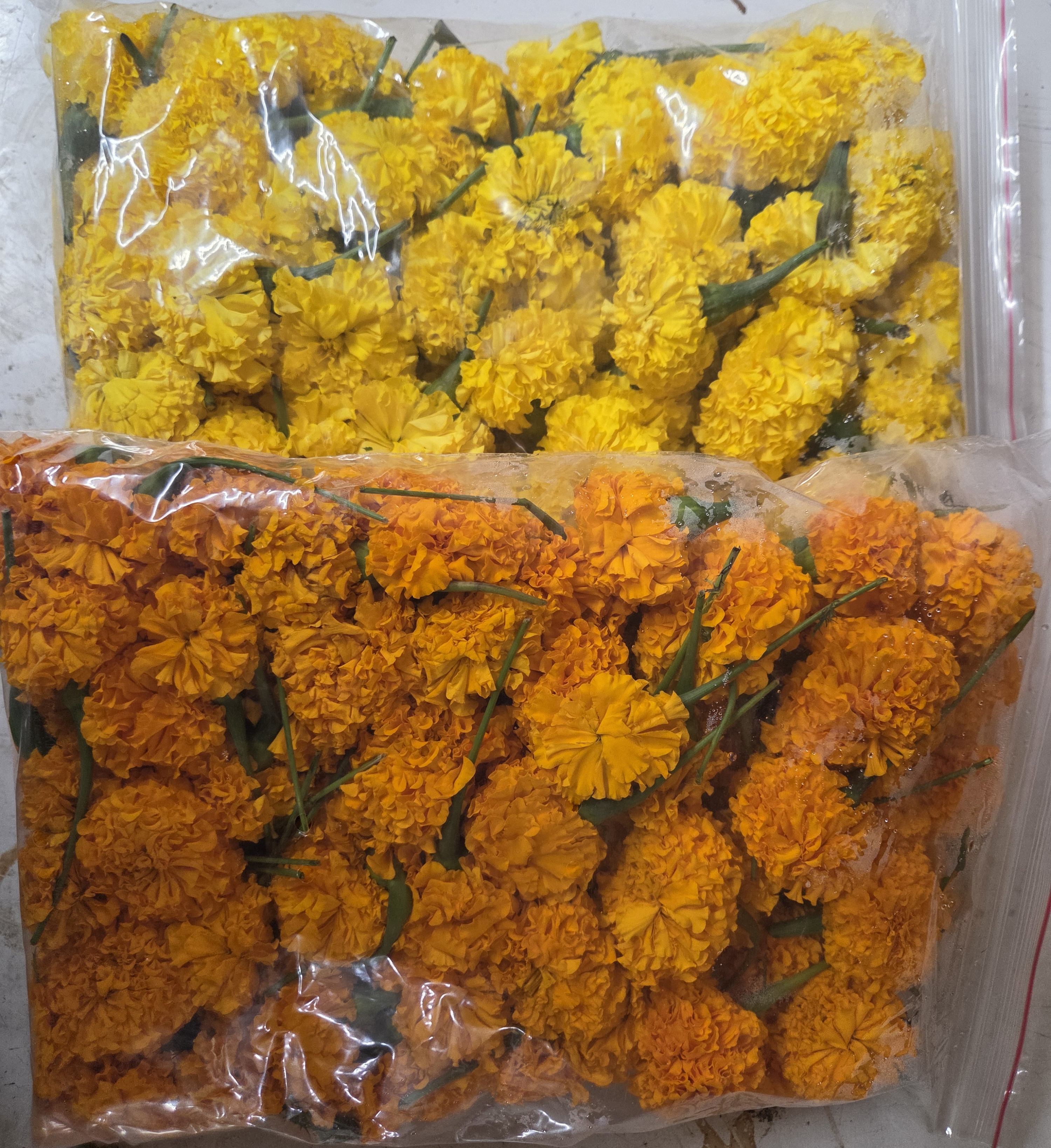 Marigold Big