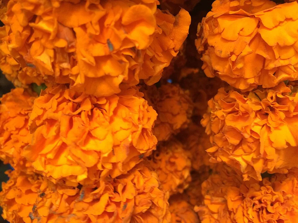 Marigold Mango leaves Strings