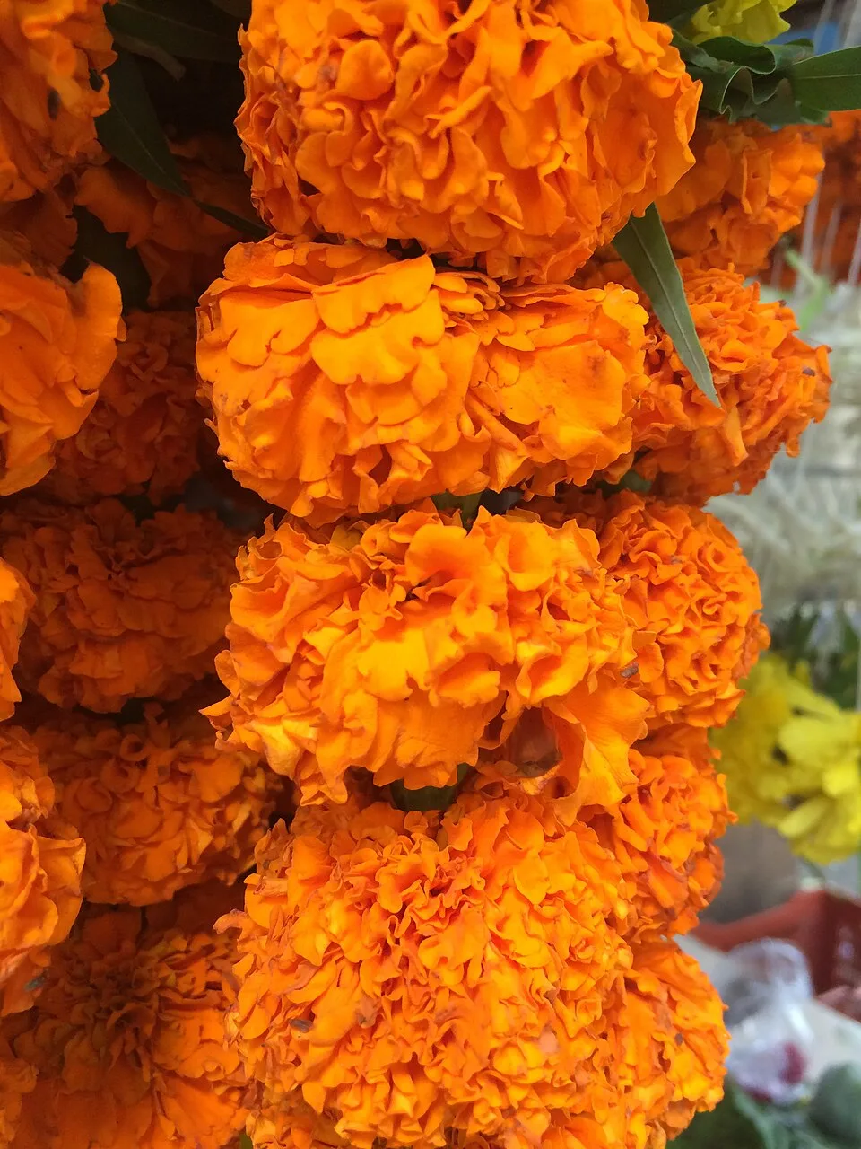 Marigold Strings