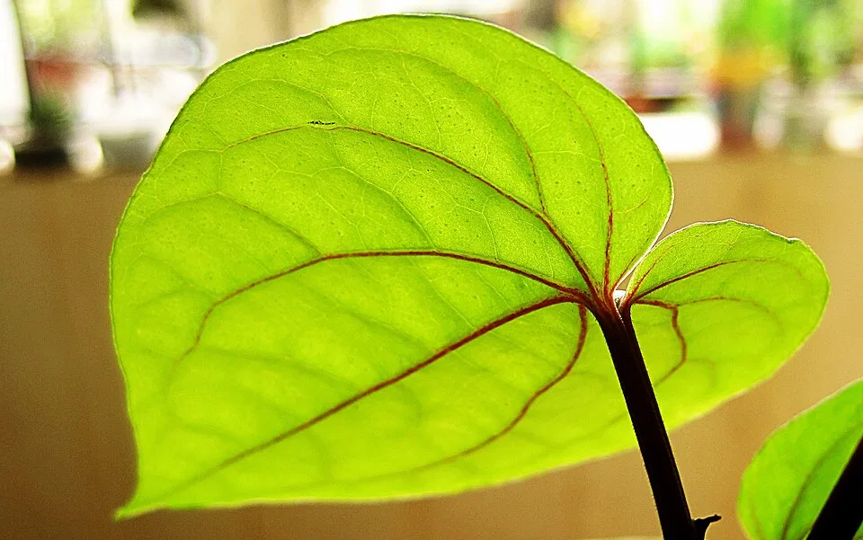 Betel/Pan Leaves