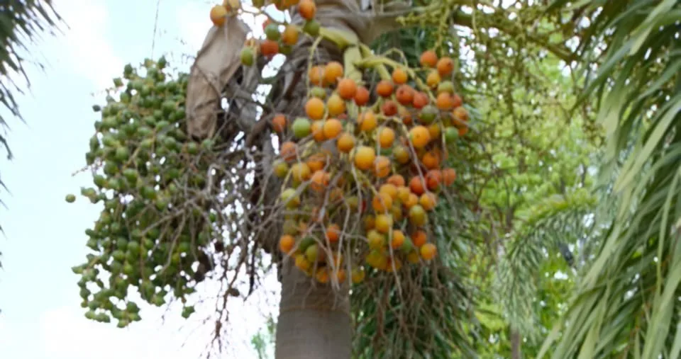 Pooja Nuts